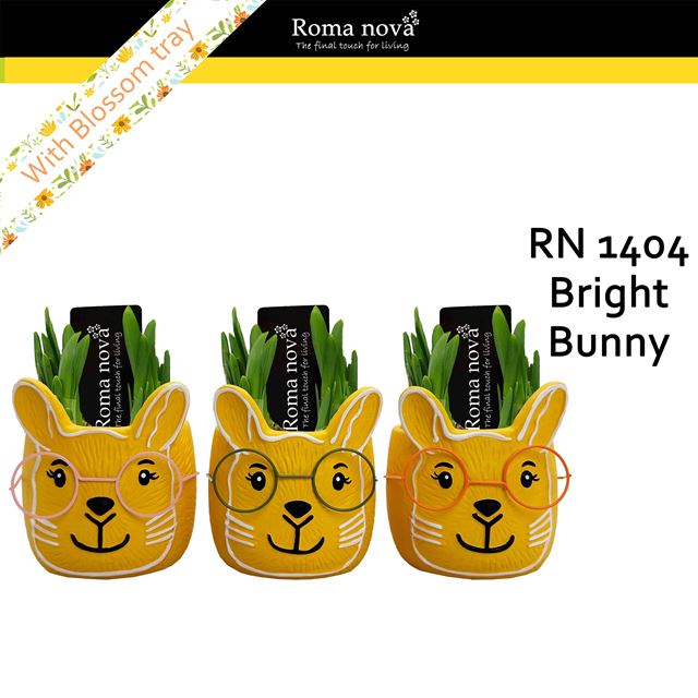 Picture of Narcissus bright bunny