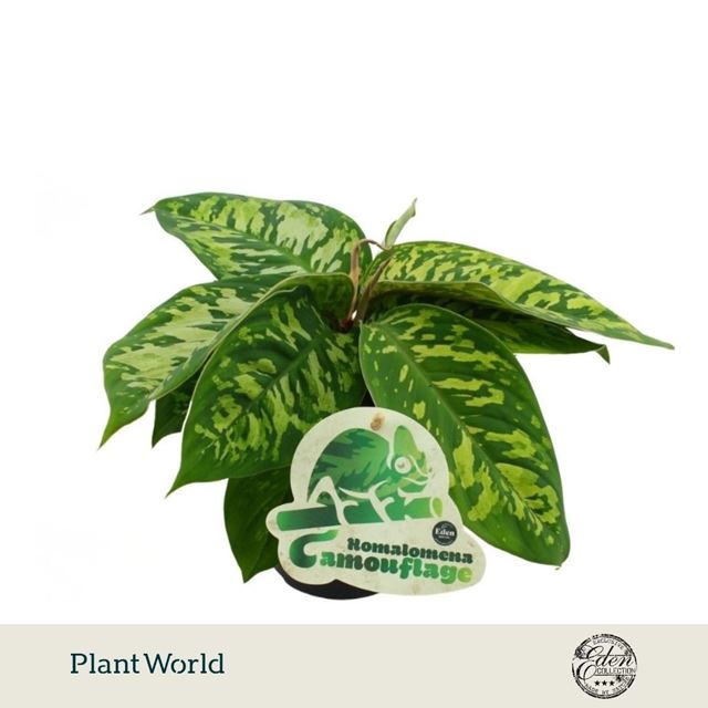 Picture of Homalomena wallisii camouflage
