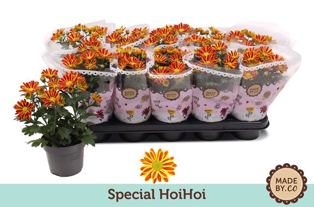 Picture of CHRYSANTHEMUM INDICUM SPECIAL HOIHOI