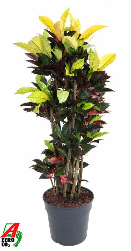 Picture of CODIAEUM / CROTON MRS ICETON BRANCHED