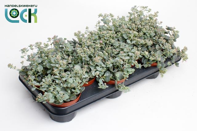 Picture of SEDUM SIEBOLDII
