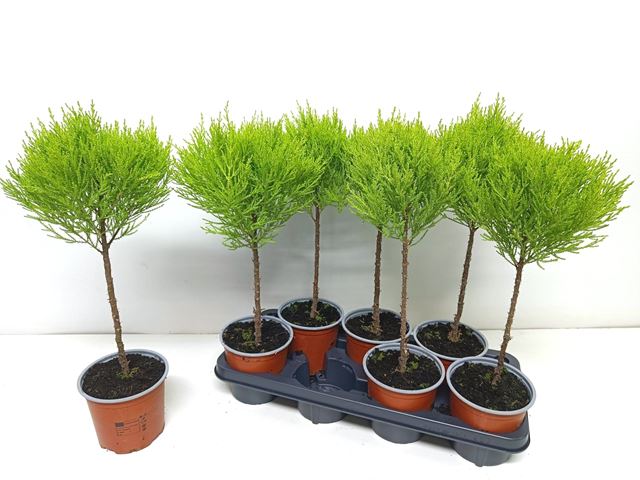 Picture of Cupressus macrocarpa goldcrest wilma ball stem