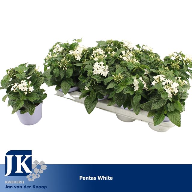 Picture of PENTAS LANCEOLATA GRAFFITI WHITE