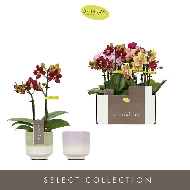Picture of PHALAENOPSIS 02-STEM OPTIFRIEND MIX IN CERAMIC