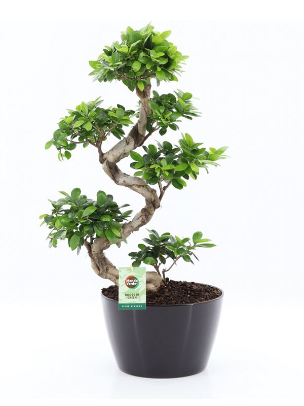 Picture of Ficus microcarpa ginseng s-type in black ceramic