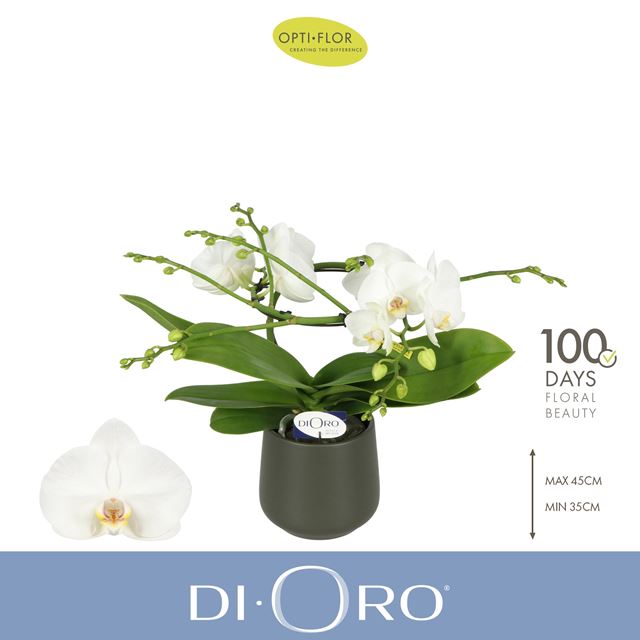Picture of Phalaenopsis 02-t infinity in ceramic