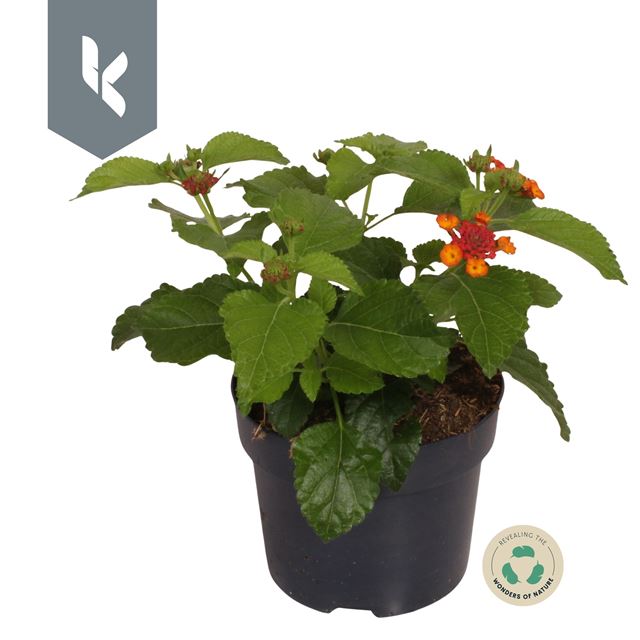 Picture of LANTANA CAMARA HAVANA ORANGE