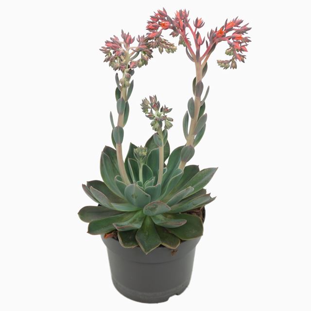 Picture of ECHEVERIA BLUE PRINCE