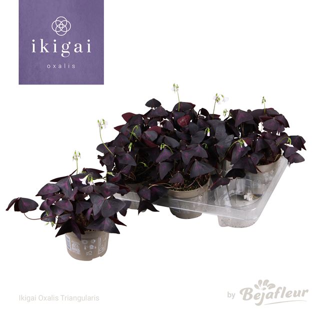 Picture of OXALIS TRIANGULARIS IKIGAI