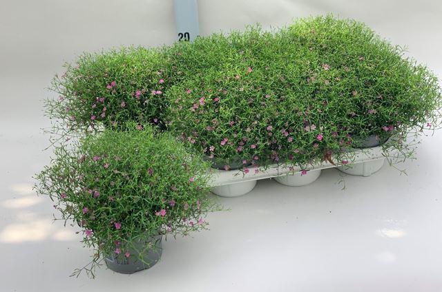 Picture of Gypsophila paniculata pink