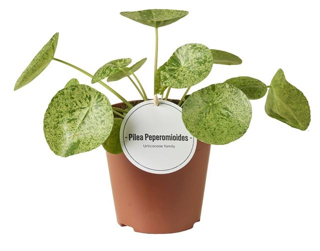 Picture of Pilea peperomioides mojito