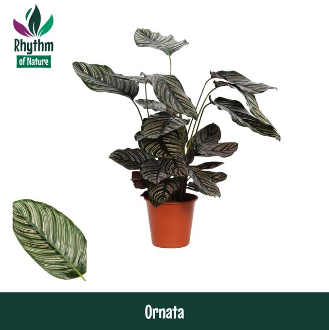 Picture of CALATHEA ORNATA